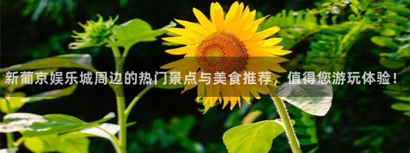 大满贯网站：新葡京娱乐城周边的热门景点与美食推荐，值得您游玩体验！